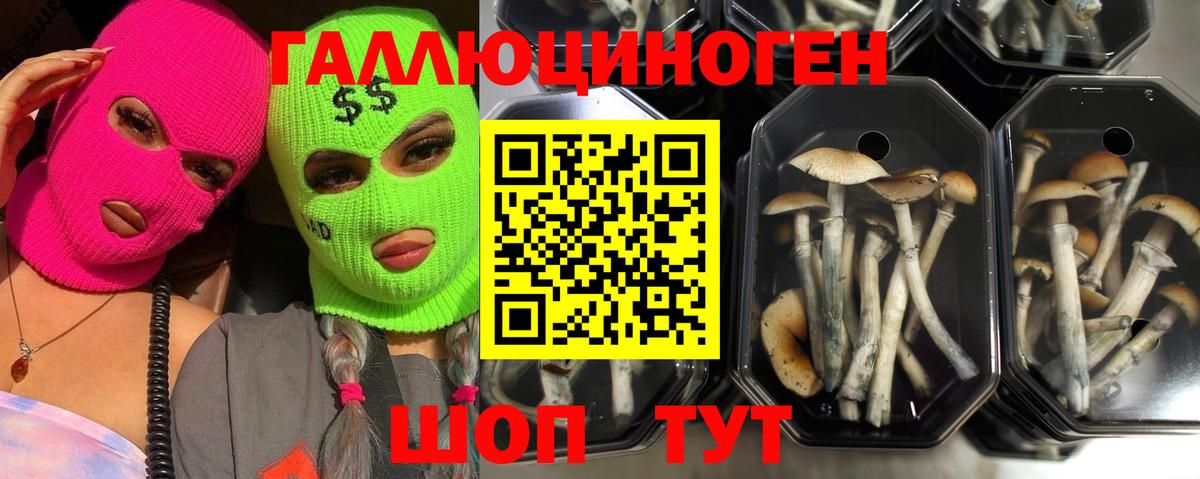 Псилоцибиновые грибы мицелий Подольск